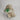 Fine Flowered Green Apophyllite Specimen #8 from Maharashtra, India